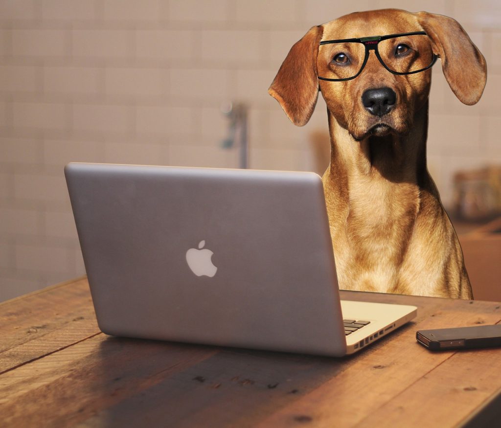 dog, laptop, computer