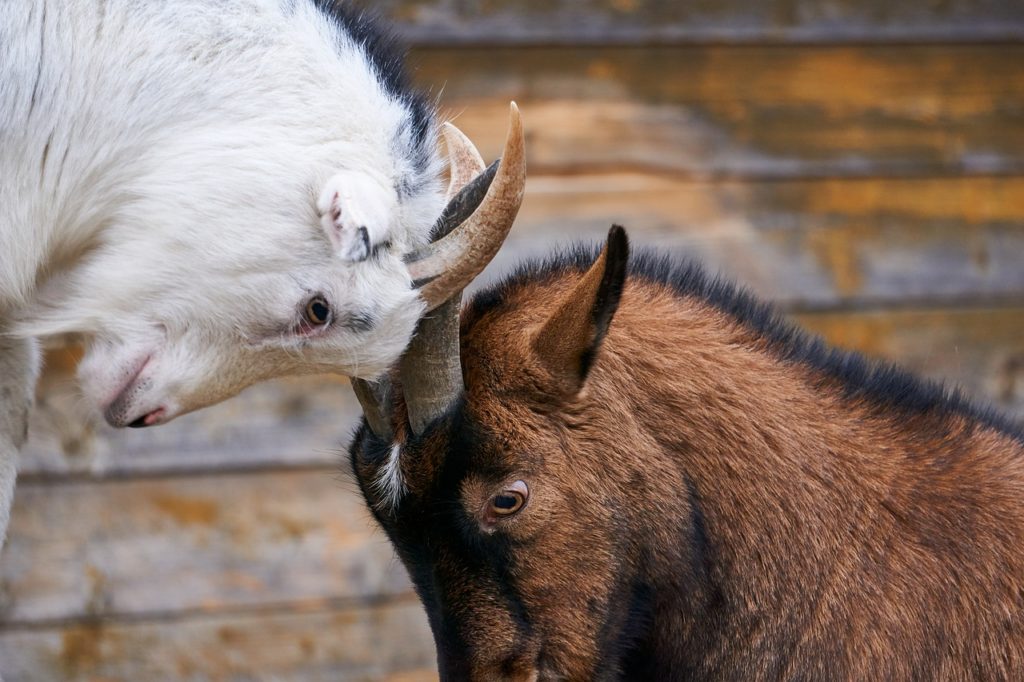 goats, fight, deals