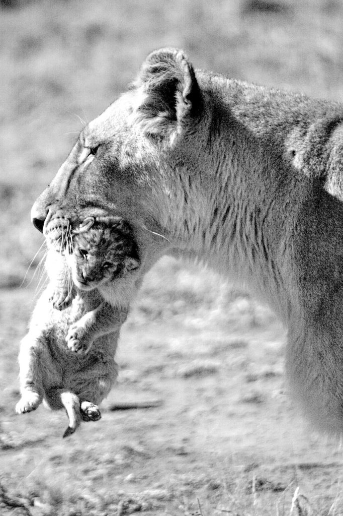 lion, lioness, mother